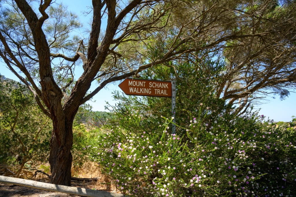 Brown directional sign reading “MOUNT SCHANK WALKING TRAIL” stands among flowering bushes and a large tree.