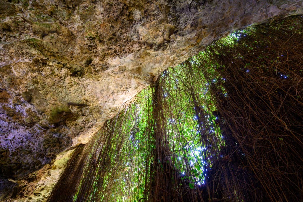 Looking upward at a dense curtain of hanging roots and green leaves against the limestone ceiling of the sinkhole.