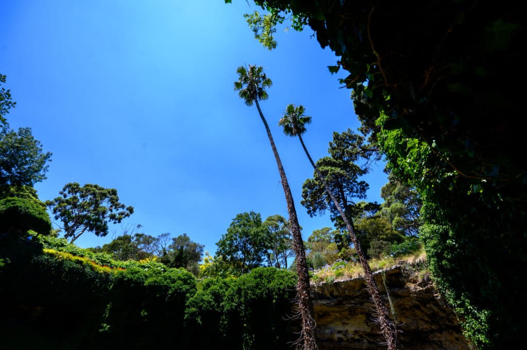 Two tall palm trees rising against a clear blue sky, viewed from the floor of Umpherston Sinkhole with ivy-covered walls.