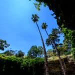 Two tall palm trees rising against a clear blue sky, viewed from the floor of Umpherston Sinkhole with ivy-covered walls.