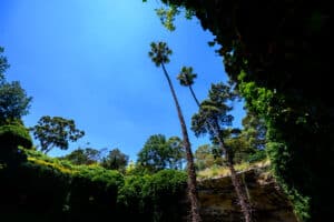 Two tall palm trees rising against a clear blue sky, viewed from the floor of Umpherston Sinkhole with ivy-covered walls.