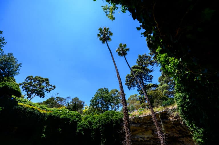 Two tall palm trees rising against a clear blue sky, viewed from the floor of Umpherston Sinkhole with ivy-covered walls.
