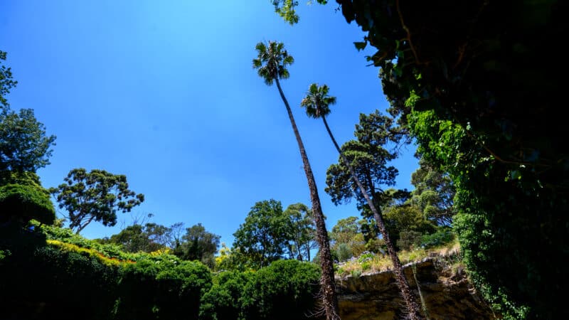 Two tall palm trees rising against a clear blue sky, viewed from the floor of Umpherston Sinkhole with ivy-covered walls.
