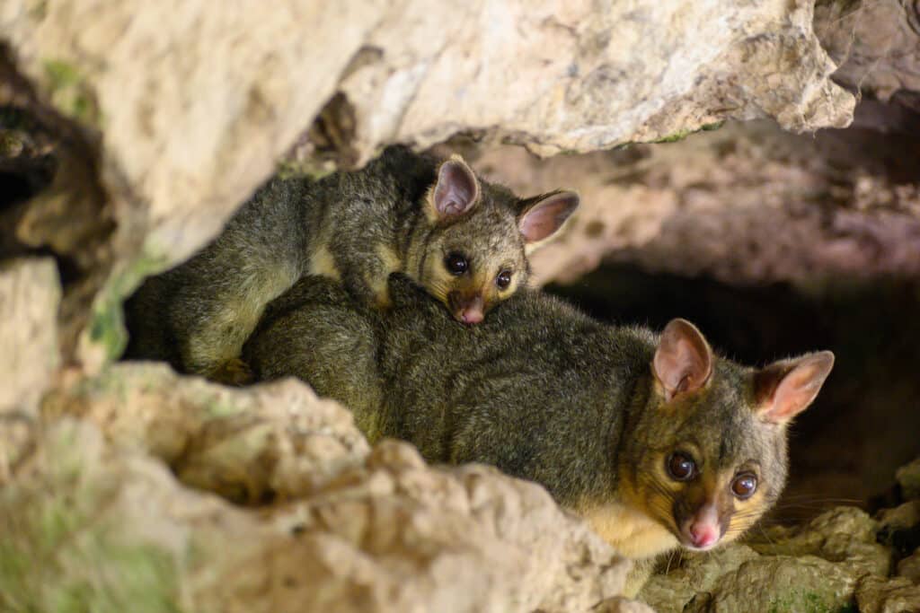 Two common brushtail possums resting in a limestone crevice, one slightly above the other, looking toward the camera.