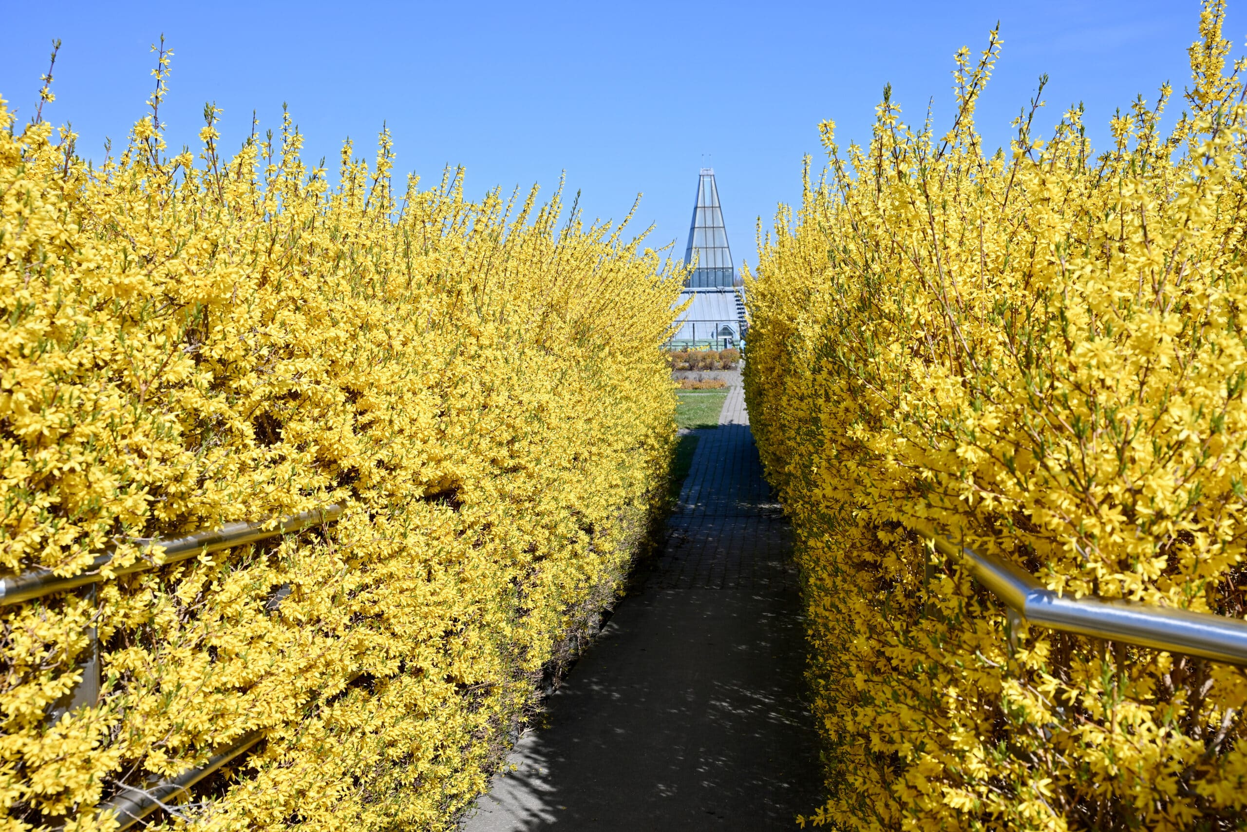 Yellow bushes either side of a walkway. Glass building in distance