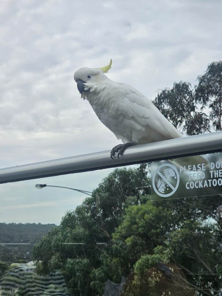 A sulphur-crested cockatoo perches on a railing above a do-not-feed sign in the Lorne Hotel beer garden.