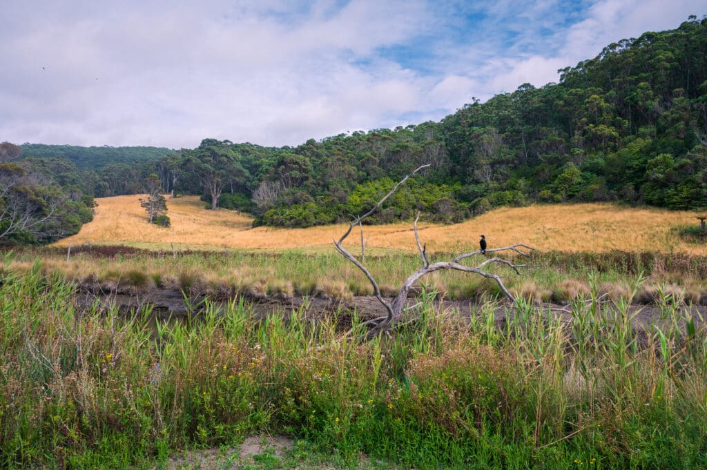 Reeds border Kennett River below a grassy clearing and wooded hills, with a walker on the opposite bank.