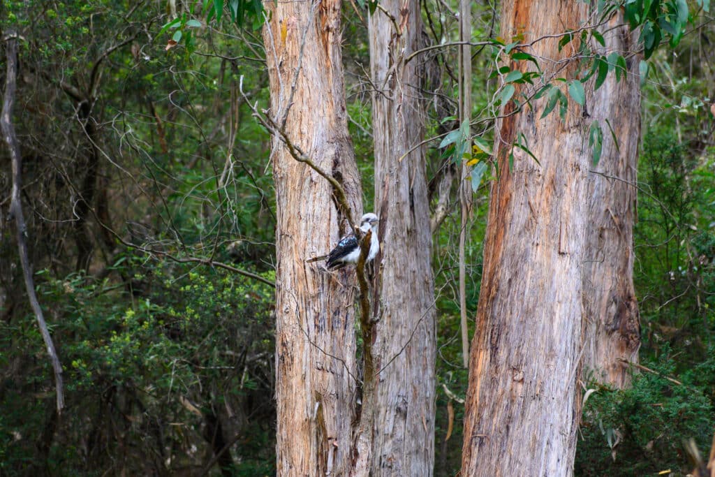 A laughing kookaburra perches beside a pale eucalyptus trunk among green foliage at Kennett River.