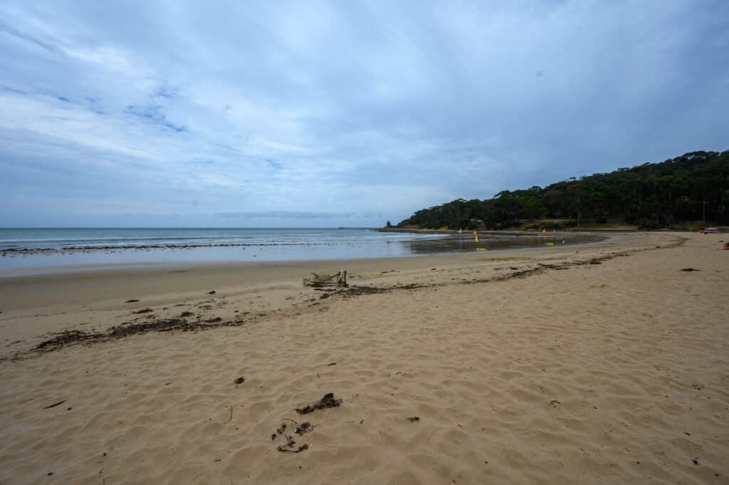 Lorne Beach beneath an overcast sky, with seaweed, driftwood, swimming flags and the distant pier beside a wooded headland.