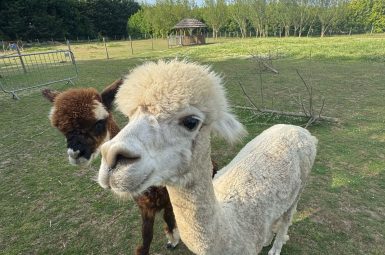 Alpacas at Big Sky Hideaway