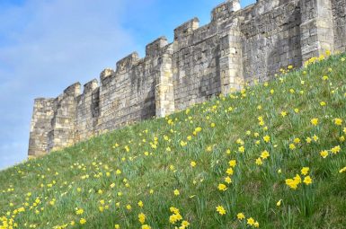 Foreground shows the grass covered banks of a moat surrounding castle walls which are visible at the top. There are daffodils on the grass verge