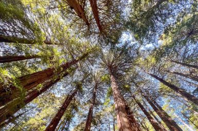 Upwards view in a forest of tall trees which appear in a circle around the photo