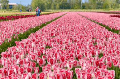 Field of pink and white striped tulips in bloom. Shot taken down a row of tulips so you can see the row lines moving towards the horizon. Trees and blue sky in the distance