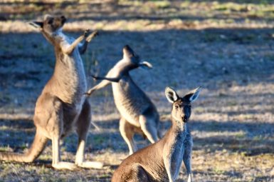 Photo of three kangaroos - two in the back of the shot are fighting and the one in the front is looking at the camera