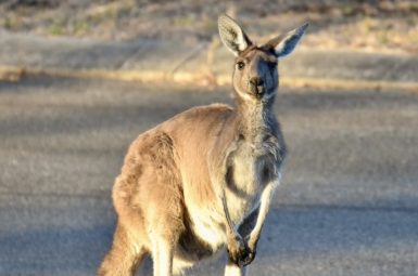 A kangaroo is sitting upright and looking directly at the camera, ears alert.