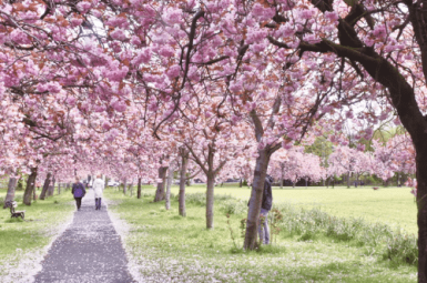 Path leads from bottom left into an avenue of pink cherry blossom in bloom. Two people walk along the path with fallen blossom on it. Green grass