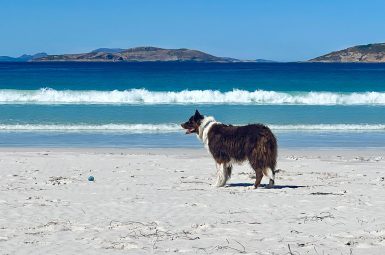 White sand across the bottom third of photo, blue sea with small white waves across the middle third, blue sky in the top. On the sand is a black and white collie border dog, looking to the left hand side
